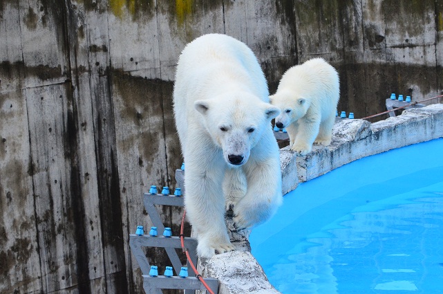 天気予報の外れた札幌　～　ホッキョクグマたちの気楽な午後_a0151913_21291317.jpg