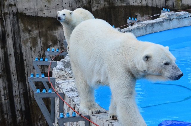 天気予報の外れた札幌　～　ホッキョクグマたちの気楽な午後_a0151913_21292484.jpg