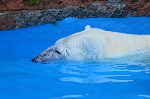 天気予報の外れた札幌　～　ホッキョクグマたちの気楽な午後_a0151913_21304075.jpg