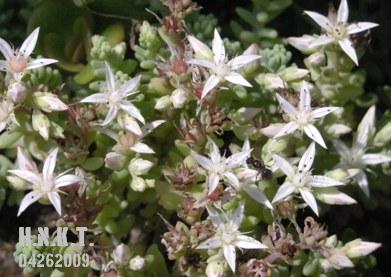 いろんなセダムの花。 : ひなこたのタニクblog。 いろんなセダムの花。 : ひなこたのタニクblog。