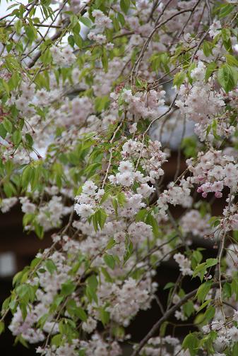 長谷寺にて、東日本大震災追善供養_e0021121_1615195.jpg