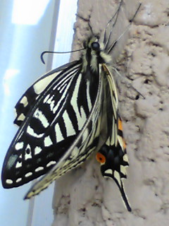 f0222722_10244773.jpg