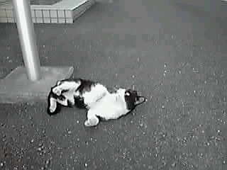 きまぐれニャンウェイボ-イ_a0078827_16382412.jpg