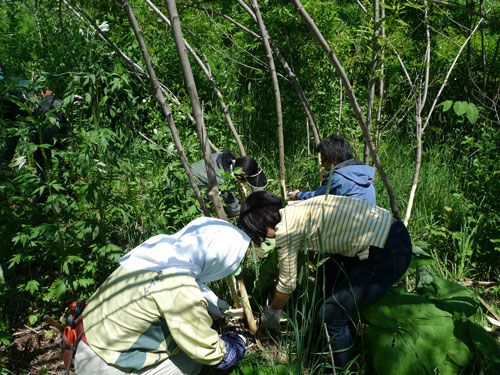 ニセアカシア退治 スタッフブログ 株式会社 フーム空間計画工房 北海道札幌市中央区の一級建築士 建築設計事務所