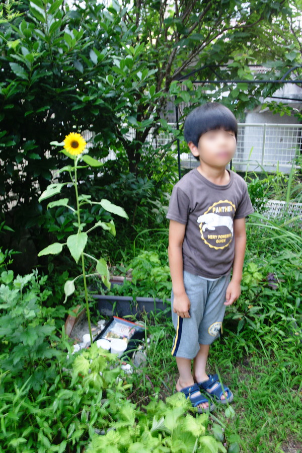 公陳丸ひまわりが咲いた..._b0060239_22473275.jpg