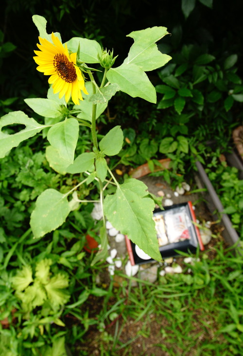 公陳丸ひまわりが咲いた..._b0060239_2247857.jpg