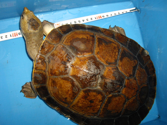 e0119439_03051.jpg