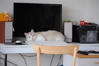 迷子猫のお友だち ダヤン首輪くん編。_a0143140_2329344.jpg