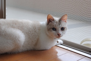 迷子猫のお友だち ダヤン首輪くん編。_a0143140_23295274.jpg