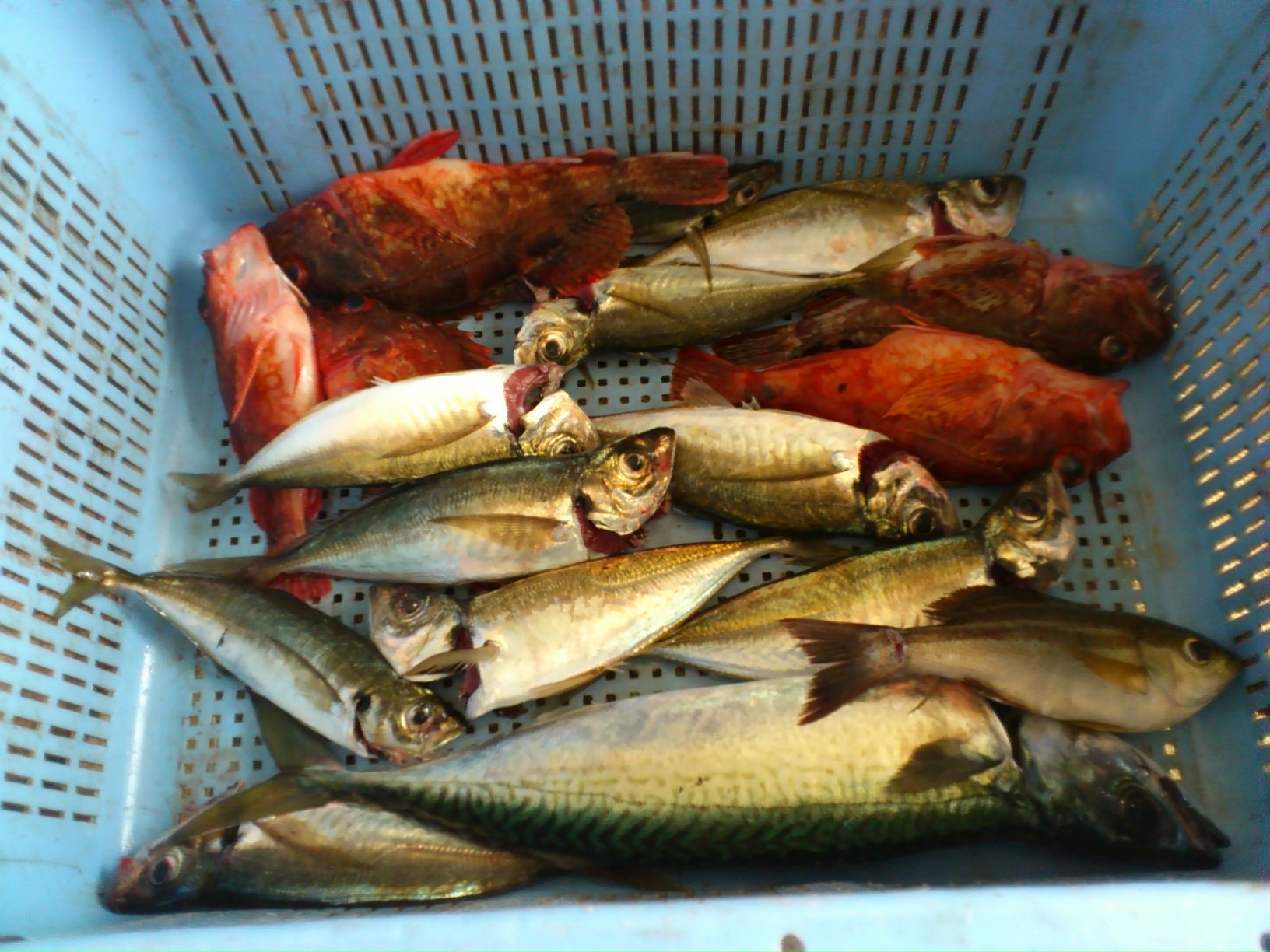鳥羽湾内、菅島沖鯛ラバ_e0212944_1431151.jpg