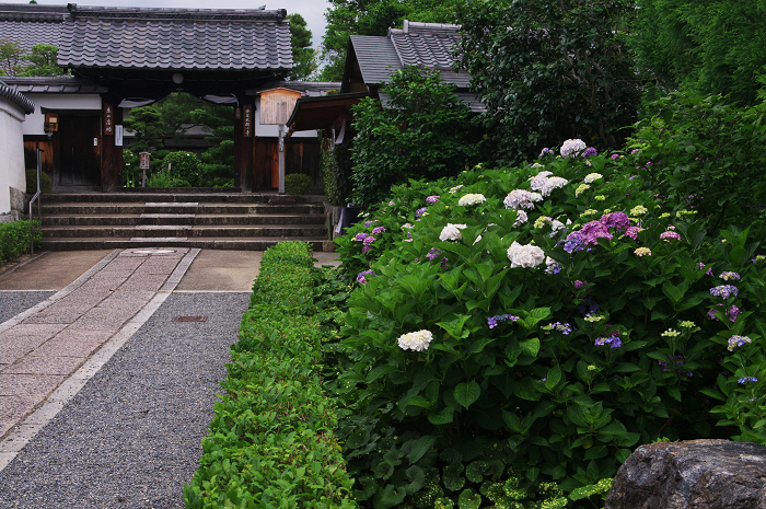沙羅の花を愛でる会(妙心寺塔頭・東林院)_f0155048_21324673.jpg
