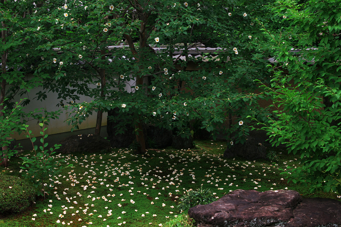 沙羅の花を愛でる会(妙心寺塔頭・東林院)_f0155048_21325481.jpg
