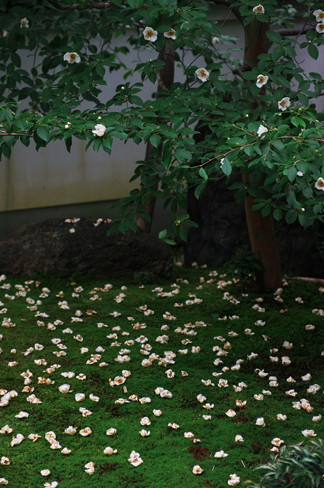 沙羅の花を愛でる会(妙心寺塔頭・東林院)_f0155048_21325930.jpg