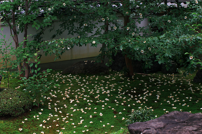 沙羅の花を愛でる会(妙心寺塔頭・東林院)_f0155048_21332260.jpg
