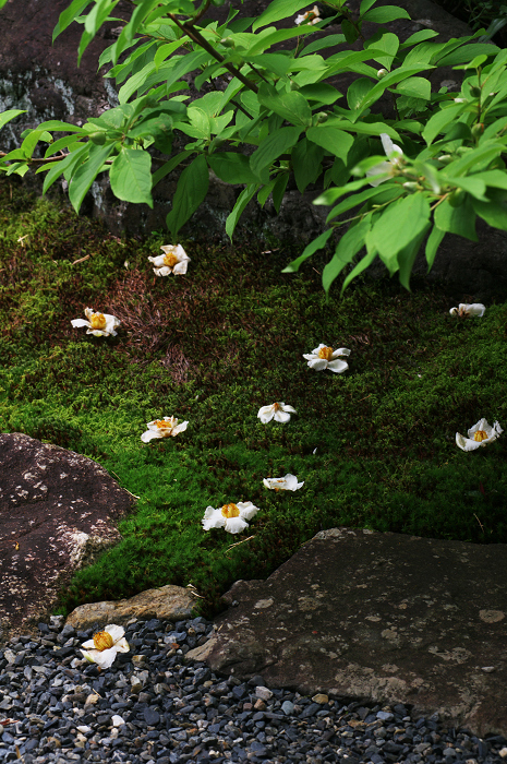 沙羅の花を愛でる会(妙心寺塔頭・東林院)_f0155048_21332763.jpg
