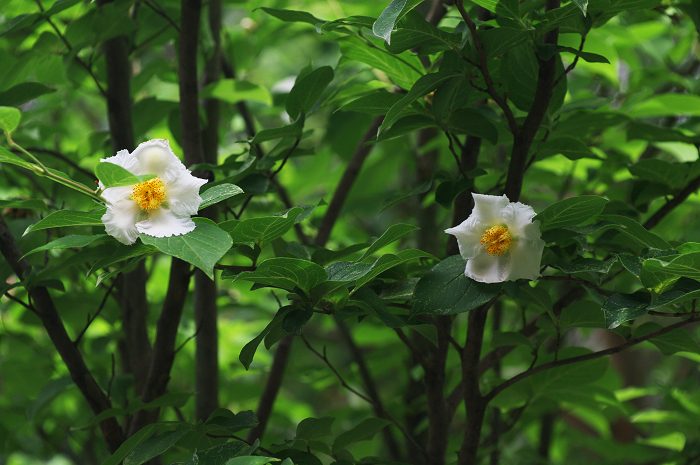 沙羅の花を愛でる会(妙心寺塔頭・東林院)_f0155048_21333567.jpg