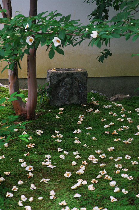沙羅の花を愛でる会(妙心寺塔頭・東林院)_f0155048_21341836.jpg