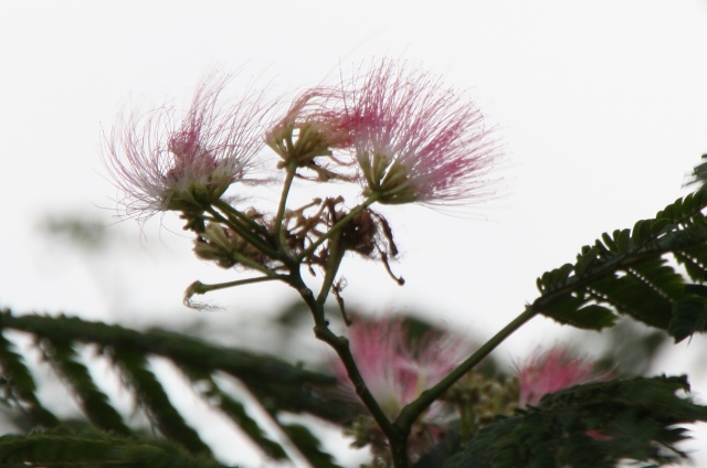 ねぶの花咲く_e0117950_2252272.jpg