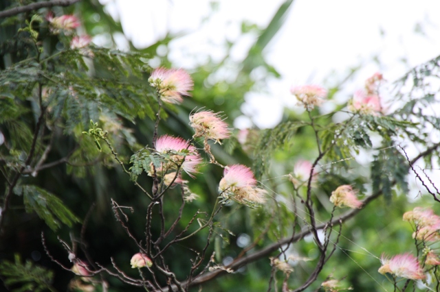 ねぶの花咲く_e0117950_225229.jpg