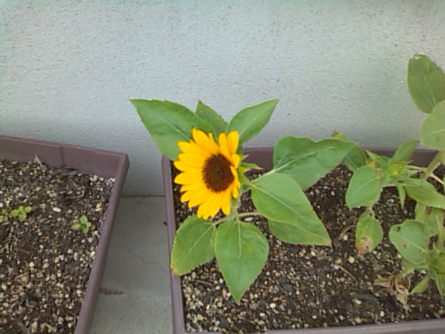 お花が咲いた♪_b0115751_21142298.jpg