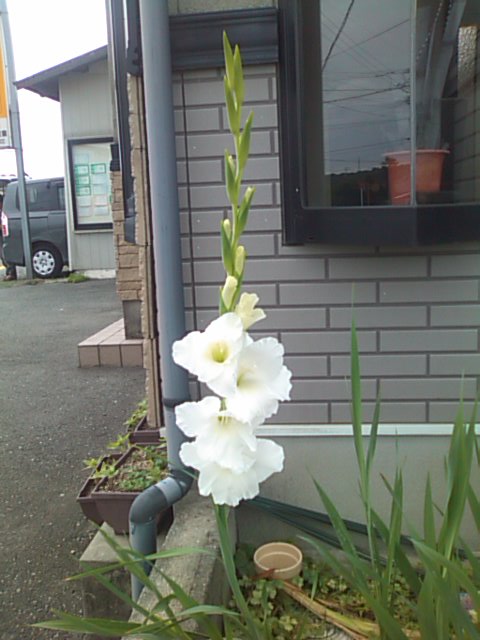 お花が咲いた♪_b0115751_21153216.jpg