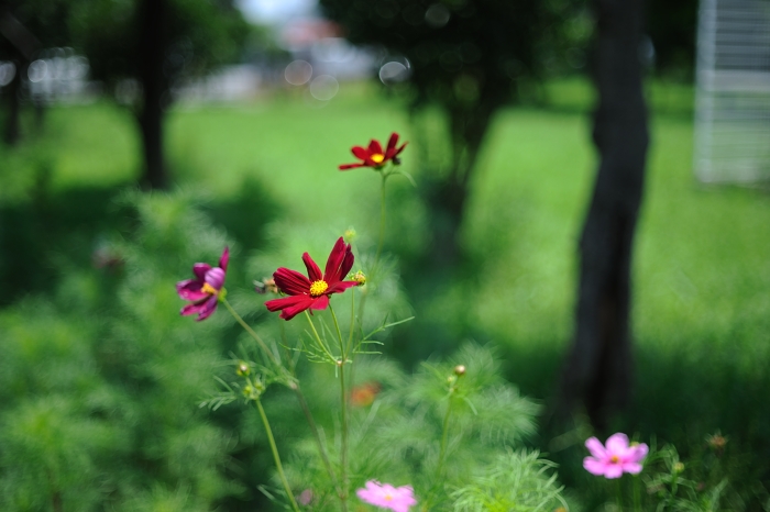 借りぐらしの2本のレンズ(NIKKOR Auto 50mm)_f0020152_2143853.jpg