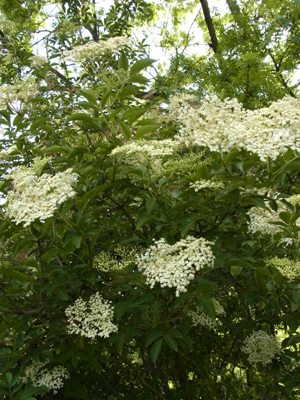 e0044855_0285483.jpg
