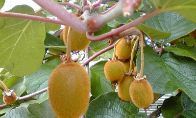 The kiwifruit_e0162959_20453444.jpg