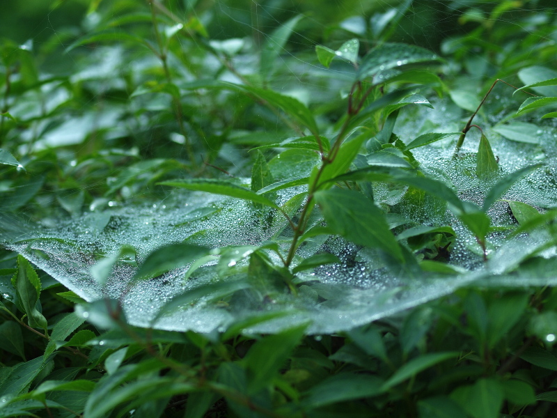 雨上がりの朝は(*^^)v_b0208562_2245977.jpg