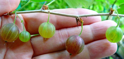 グーズベリーの収穫 ほぼ鉢植えガーデン グーズベリーの収穫 ほぼ鉢植えガーデン