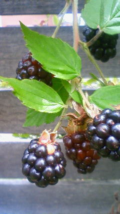 c0135480_0234485.jpg