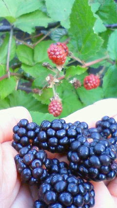 c0135480_0241220.jpg
