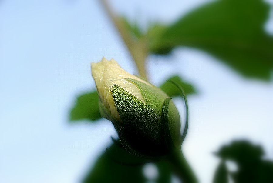 c0187781_11153464.jpg