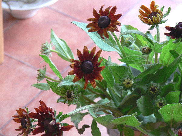 茶色のお花 フラワーショップデリカの花日記