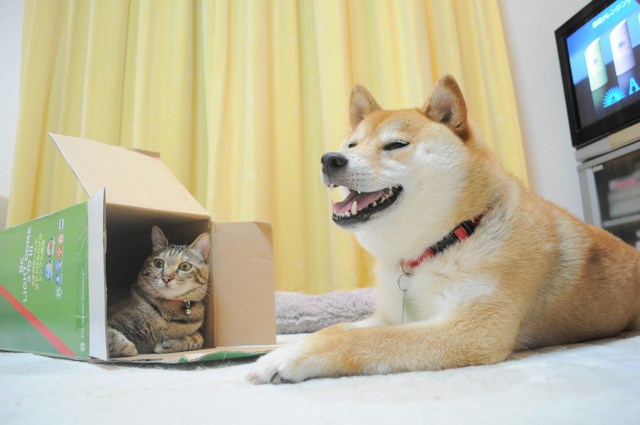 暑い、暑い。_a0126590_0115620.jpg