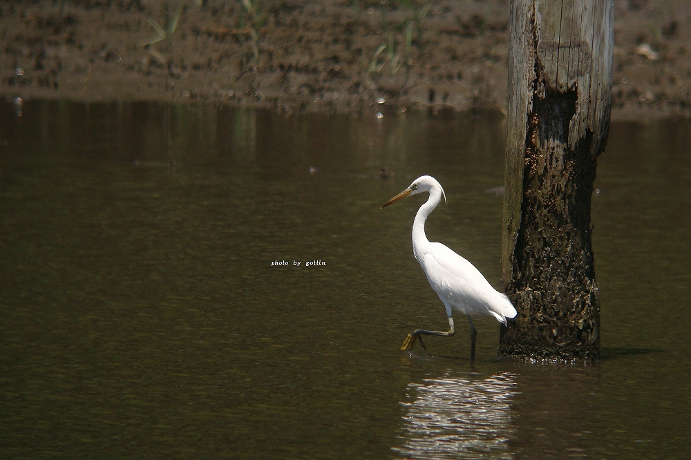 カラシラサギ_c0213690_463084.jpg