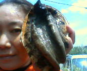 Abalone Fishing Diary　海女漁日記Day10/7月1日_a0213992_1393962.jpg