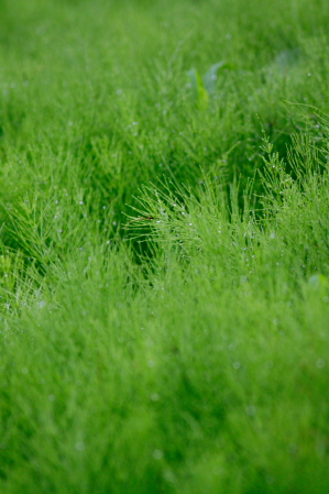 d0133693_8251542.jpg