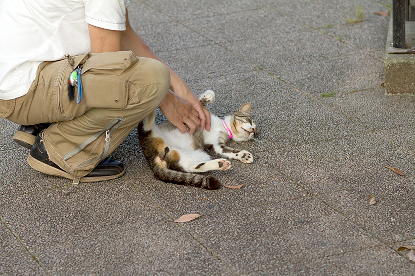 広島の猫#920_c0191394_22544436.jpg