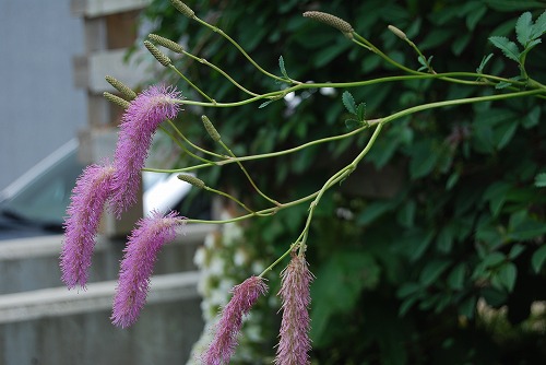 カライトソウ、ティカカズラの芽_c0124100_23421734.jpg