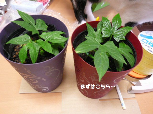 e0094407_22313287.jpg