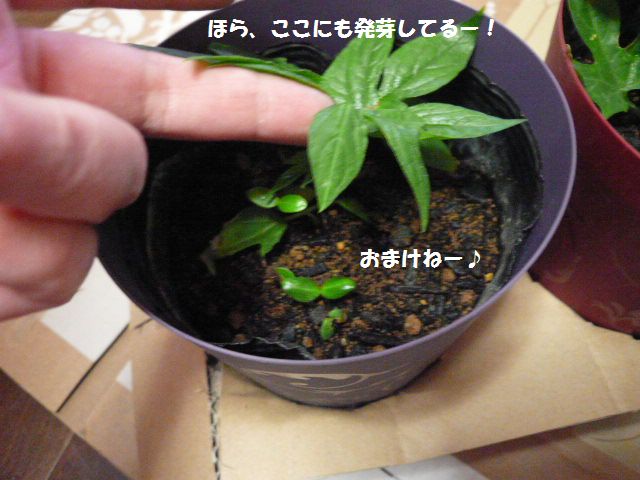 e0094407_22465211.jpg