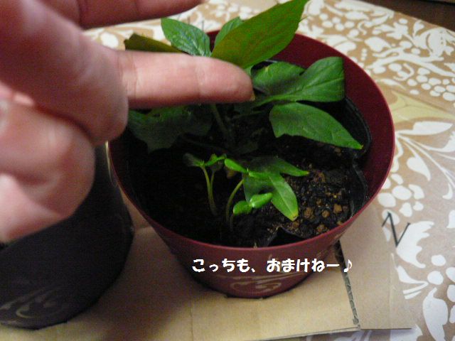 e0094407_22481549.jpg