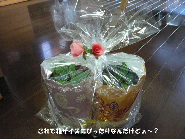 e0094407_2311911.jpg