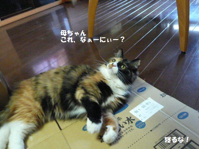 e0094407_23231315.jpg