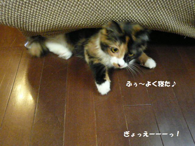 e0094407_239311.jpg