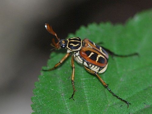 昆虫 甲虫 コウチュウ 目 コガネムシ上科 コガネムシ類 カブトムシ クワガタ類 山野の虫と生物