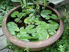 c0190010_1692296.jpg