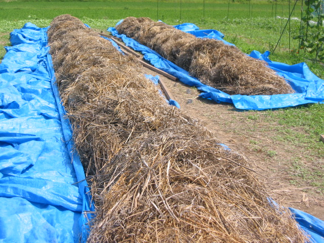 「なたね油 ②-2011」_a0120513_21202056.jpg