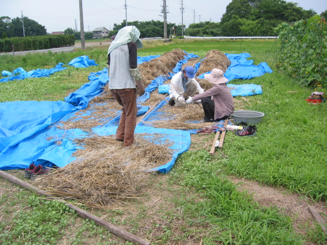 「なたね油 ②-2011」_a0120513_2124147.jpg
